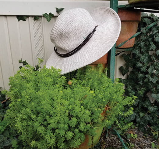 Photo of a white hat hanging above a terra cotta pot filled with lemon sedum in a garden scene.