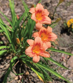 A closeup of bright orange daylillies in a garden.