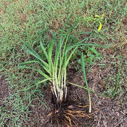 An uprooted daylily plant laying on the ground surrounded by grass.
