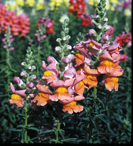 A closeup of several orange and pink bell shaped snapdragon flowers in a bed of multi colored flowers in the background.