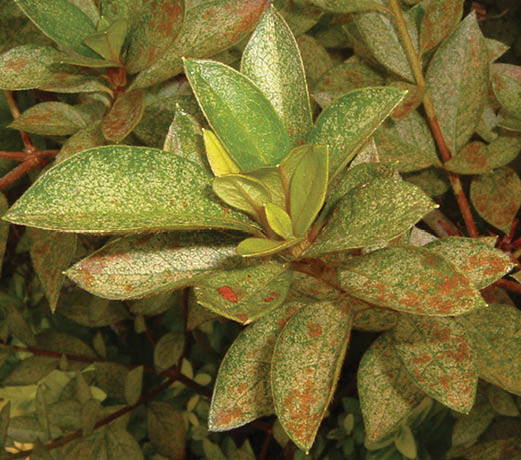 Azalea leaves with white, yellow and brown mottling on thier top surfaces.