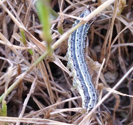 A closeup of a white and gray striped worm in brown bermudagrass.