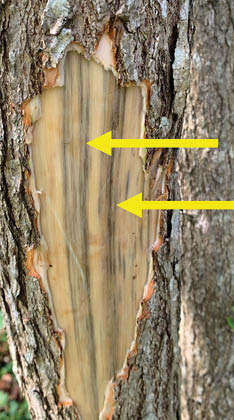 A sassafrass trunk with the sapwood exposed. Dark discolored stripes run vertically along the light brown colored healthy wood.