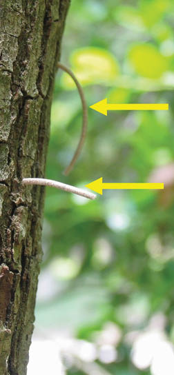 A closeup of two tubes of sawdust hanging horizontally off the side of a tree trunk.