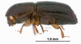 A closeup of the ambrosia beetle with dark brown body and light brown legs. A 1.0 millimeter scale is displayed  showing the length of the back half of the beetle.