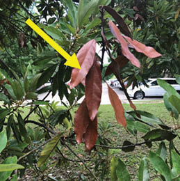 A group of brown dead leaves on the tip of a branch highlight with a yellow arror.
