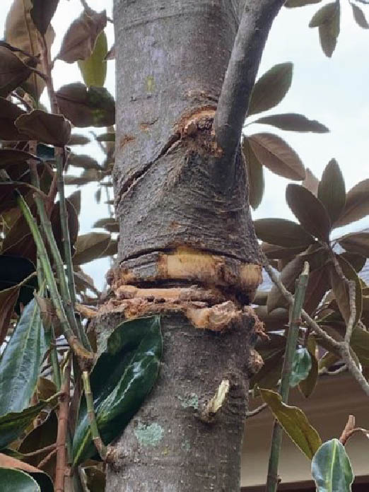 A closeup of a magnolia tree trunk with several deep gouges and damage.