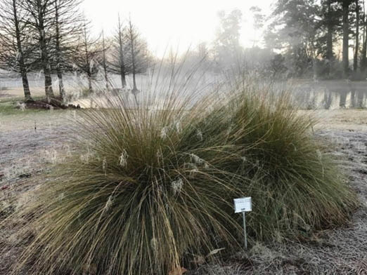 Two grassy plant mounds with feathery tips on individual blades sitting in icy covered lawn infront of a pond with steam risiing from it. Leafless trees surround the pond.

