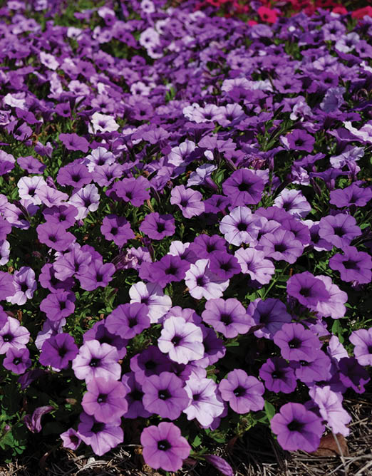 A closeup of a group of closely blooming bright purple flowers.

