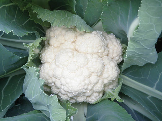 A large white cauliflower head nestled in its large protective leaves.