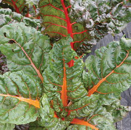 A closeup of bright red stalks and green leaves of swiss chard in a garden.