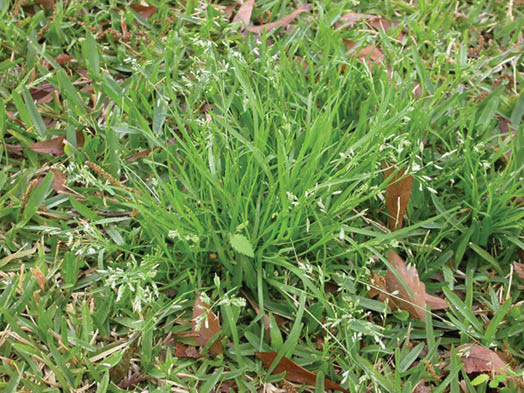 A tuft of tall thin bladed annual bluegrass surrounded by shorter thick bladed turf grass.