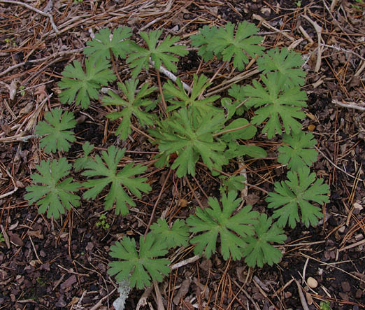 A tuft of multifrond leaved wild geramium in an area of brown rough ground.


