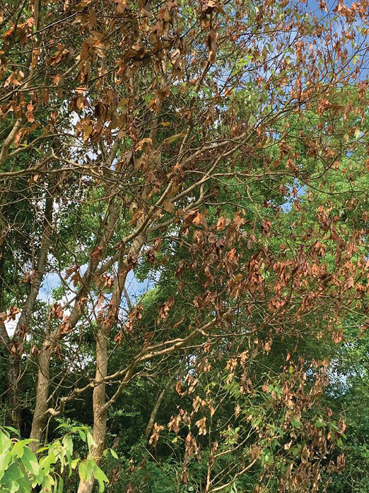 A group of three sassafras trees covered with dead leaves infront of a background of healthy trees.