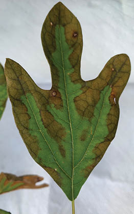 A sassafrass leaf with browning edges and green center.
