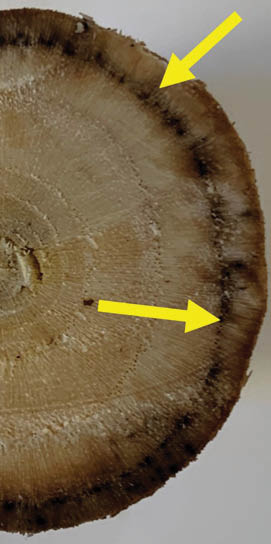 A cross section of sassafras branch with dark, discolored, spotty rings being highlighted by  two large yellow arrows.