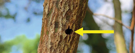 A closeup of a young sassafras sappling trunk with a large hole hightlighted by a yellow arrow.