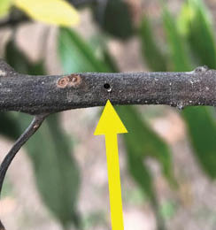 A closeup of a branch with a small bore hole highlighted by a yellow arrow.