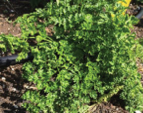 A closeup of a tuft of vibrant green parsley planted in the ground.