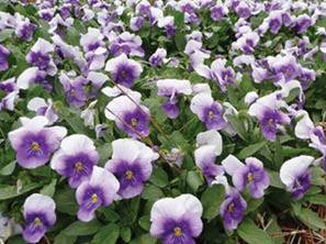 A closeup of numerous blooming flowers with purple centers that fade out into white at the outside edges.