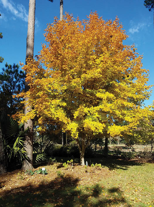 Southern sugar maple tree with bright yellow and orange leaves.