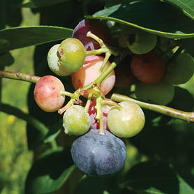A closeup of a group of blueberries in various states of ripeness.