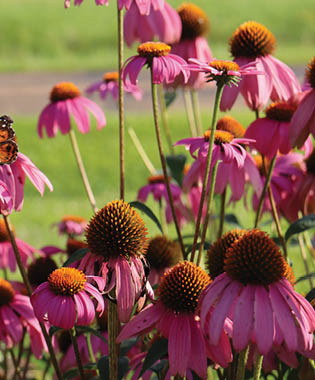 A closeup of several purple coneflower blooms with bulbous tops and hanging purple petals.