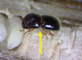 A close up of an adult black twig borer  and larvae with a yellow arrow indicating the adult beetle.