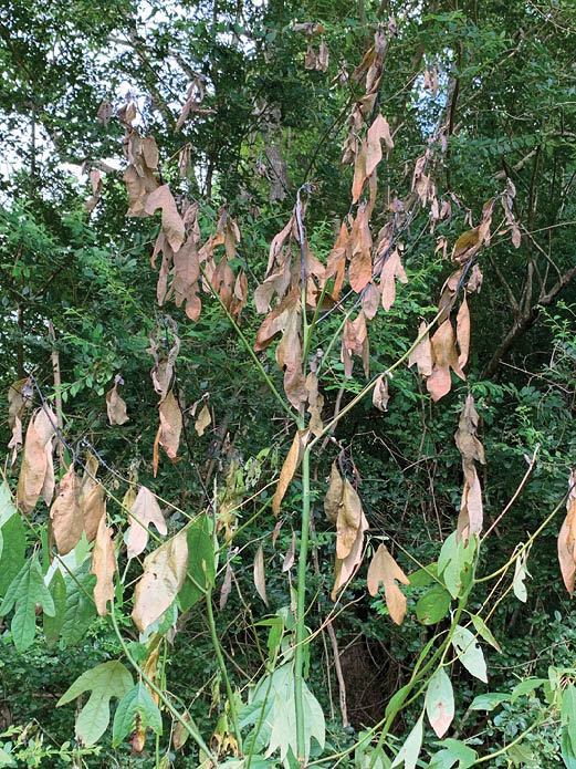 A young sassafras tree with brown leaves covering the top half of its branches and green leaves on the lower branches.