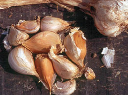 A pile of garlic cloves with their skin on them on a dark surface.