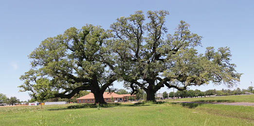 Two large, sprawling live oak trees in a field infront of a single story buidling.