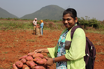 Borlaug Scholars