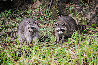 Wildlife Management