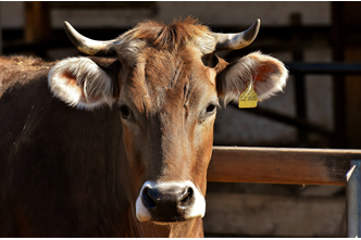 Livestock Production and Management