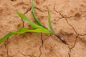 Soil