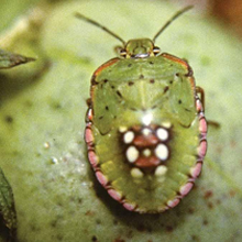 Insect Pest Management Guide