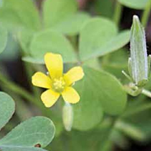 Suggested Weed Chemical Control  Guide