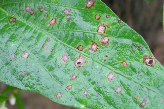 Diseases