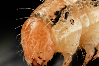 Insects