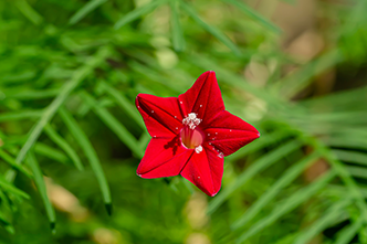 Weeds
