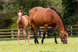 Horse Events