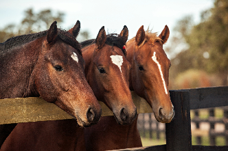 Horses