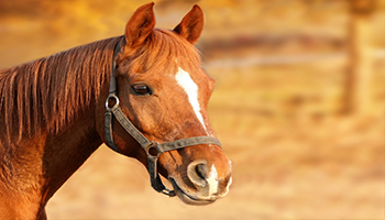 Master Horseman