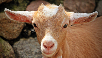 Master Goat Producer