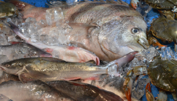 Seafood Processing Demonstration Lab