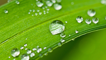 Plant Diagnostic Center