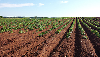 Soil Testing