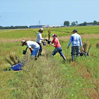 Farm Labor