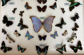 Community Outreach & Insect Identification