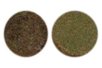 Rapid Turfgrass Diagnostics